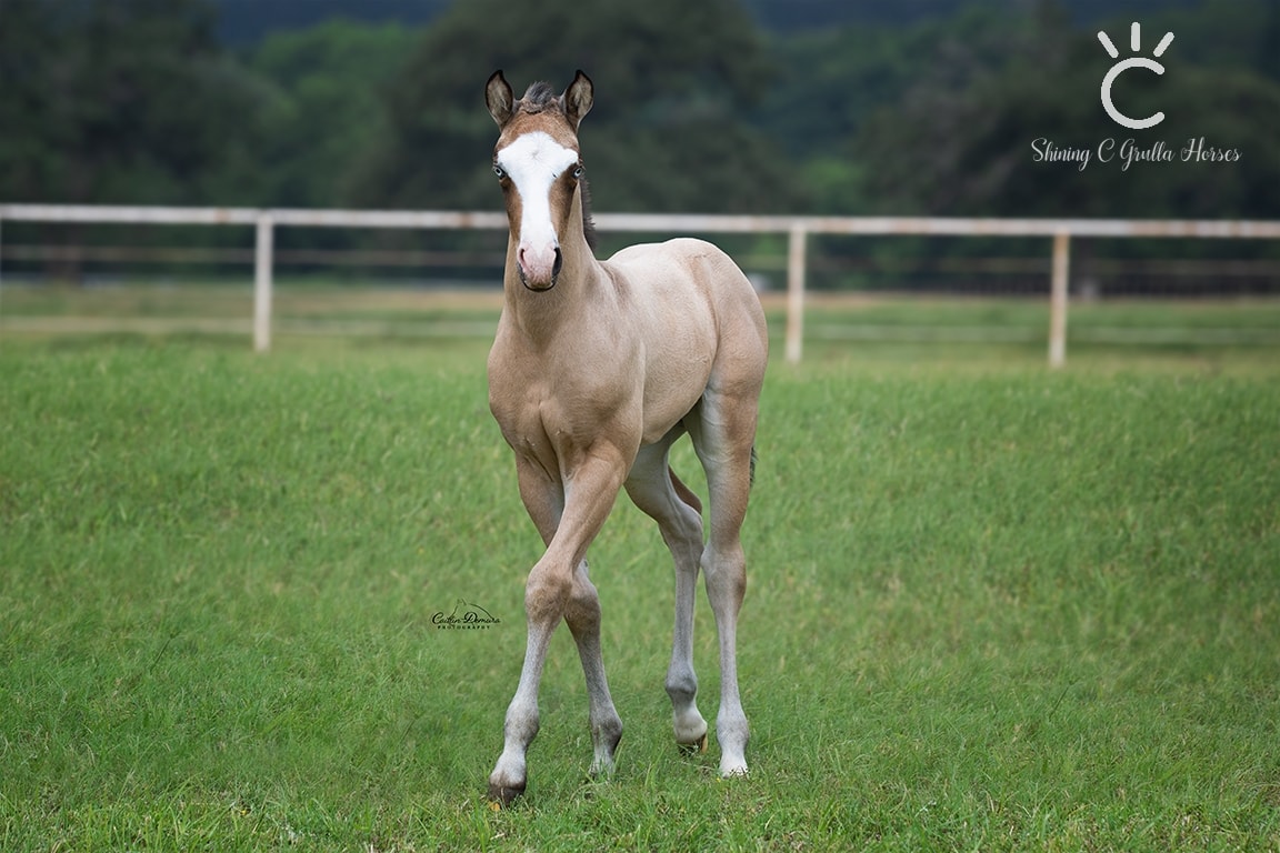 Buckskin Foal @Shining C Grulla Horses